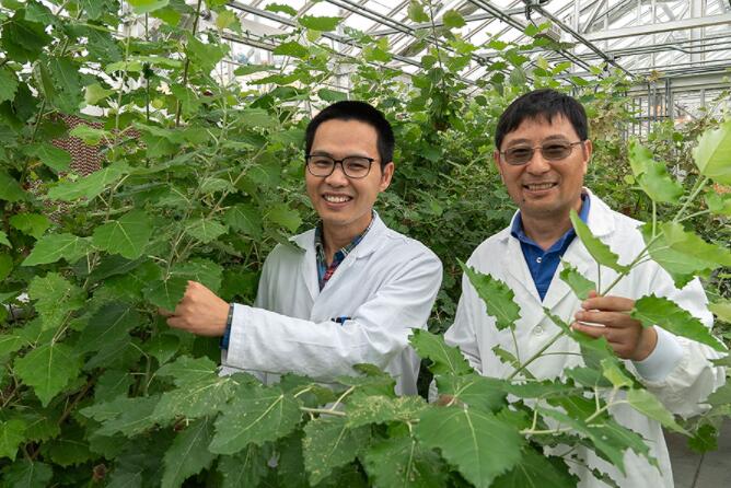 科学家识别出用于在植物中制造关键工业化学品的酶